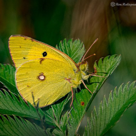 2022-09-17 - Oranje luzernevlinder (Colias croceus) --DSC06334-ARW_DxO_DeepPRIME - Instagram Oranje luzernevlinder (Colias croceus)
