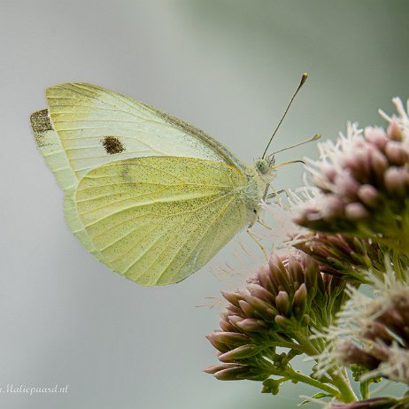 2022-09-19 - Klein koolwitje of knollenwitje (Pieris rapae) --DSC06622-ARW_DxO_DeepPRIME - Instagram Klein koolwitje of knollenwitje (Pieris rapae)