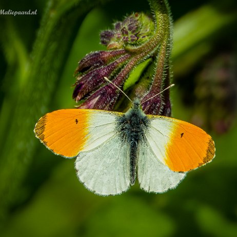 2023-04-28 - Oranjetipje (Anthocharis cardamines) - DSC00014-topaz-denoiseraw-sharpen - Instagram Oranjetipje (Anthocharis cardamines)