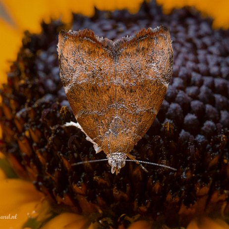 2023-07-29 - Vijgenskeletteermot (Choreutis nemorana) - DSC01683-Edit - Instagram Vijgenskeletteermot (Choreutis nemorana)