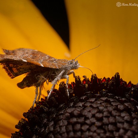 2023-07-30 - Vijgenskeletteermot (Choreutis nemorana) - DSC01691-Edit - Instagram Vijgenskeletteermot (Choreutis nemorana)