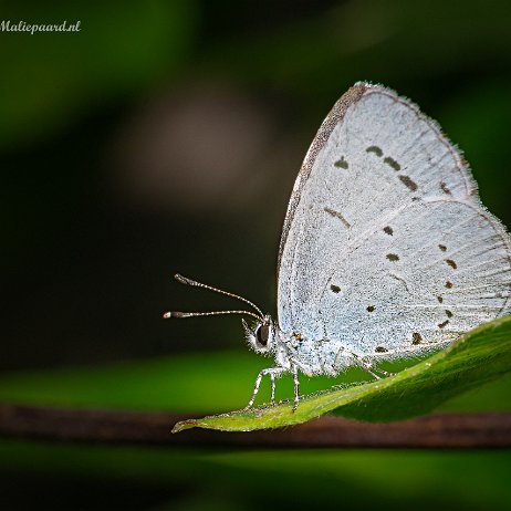 2023-08-13 - Boomblauwtje (Celastrina argiolus) of vuilboomblauwtje - DSC01747-Edit-Edit - Instagram (2) Boomblauwtje (Celastrina argiolus) of vuilboomblauwtje