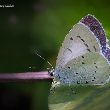 2023-08-14 - Boomblauwtje (Celastrina argiolus) of vuilboomblauwtje - DSC01752-Edit - Instagram Boomblauwtje (Celastrina argiolus) of vuilboomblauwtje