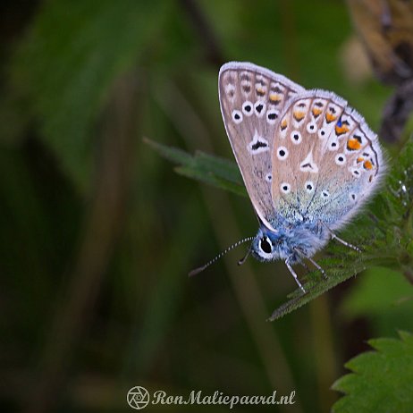 DSC00226 Icarusblauwtje (Polyommatus icarus) man