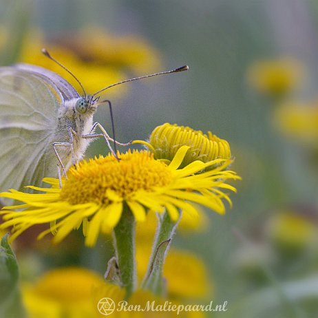 DSC00229 Groot koolwitje (Pieris brassicae) op Heelblaadjes (Pulicaria dysenterica)