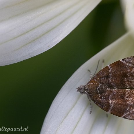 DSC00610 Vijgenskeletteermot (Anthophila nemorana)