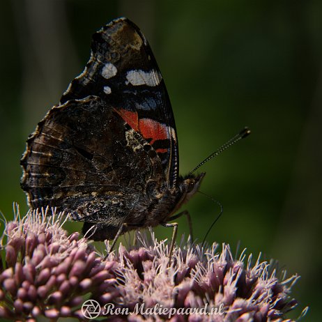 DSC00816 Atalanta (Vanessa atalanta), Admiraalvlinder, Nummervlinder