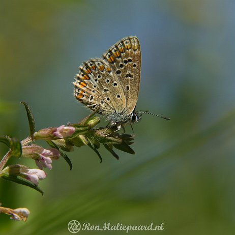 DSC00833 Icarusblauwtje (Polyommatus icarus)