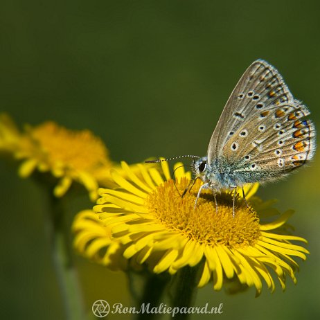 DSC00834 Icarusblauwtje (Polyommatus icarus)