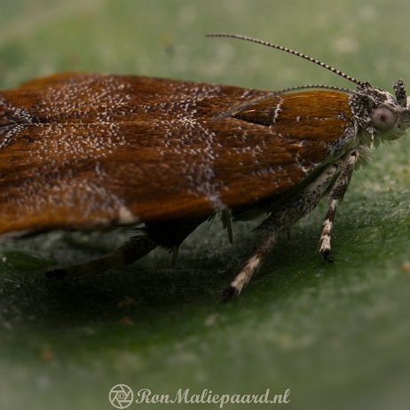 DSC01251 Vijgenskeletteermot (Choreutis nemorana) Vijgenskeletteermot (Choreutis nemorana)