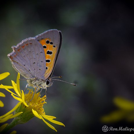 DSC01574 Kleine vuurvlinder (Lycaena phlaeas) Kleine vuurvlinder (Lycaena phlaeas)