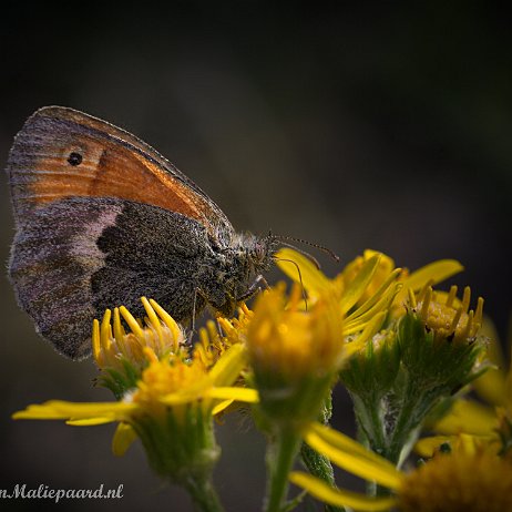 DSC01575 Hooibeestje (Coenonympha pamphilus) Hooibeestje (Coenonympha pamphilus)