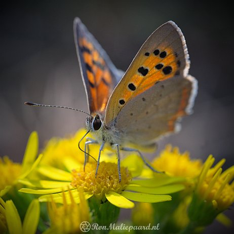 DSC01593 Kleine vuurvlinder (Lycaena phlaeas) Kleine vuurvlinder (Lycaena phlaeas)