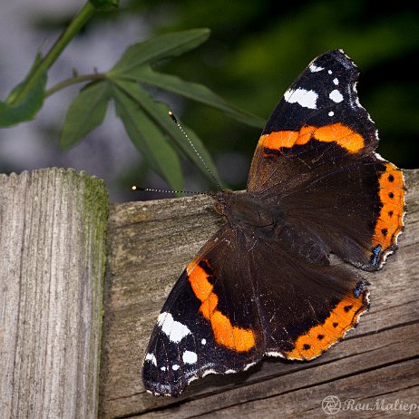 DSC02110 Atalanta (Vanessa atalanta) of admiraalvlinder of nummervlinder