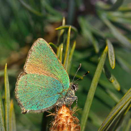 DSC09747- insta - Groentje (Callophrys rubi) - Watermark Groentje (Callophrys rubi)