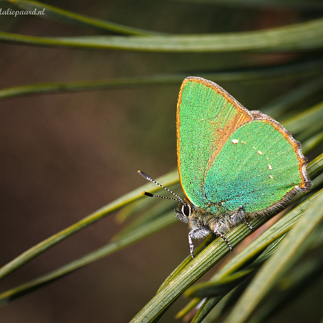 DSC09767- insta - Groentje (Callophrys rubi) - Watermark Groentje (Callophrys rubi)