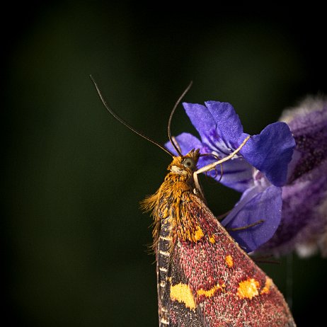 Vlinder DSC02126 Muntvlindertje (Pyrausta aurata) Muntvlindertje (Pyrausta aurata)