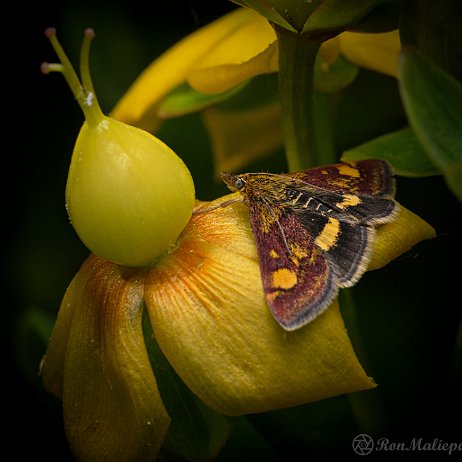 Vlinder DSC07392 Muntvlindertje (Pyrausta aurata) Muntvlindertje (Pyrausta aurata)