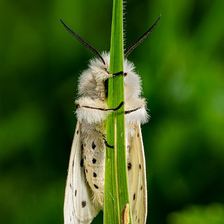 Witte tijger (Spilosoma lubricipeda) - 20220507 De Elzen Dordrecht DSC02662-Edit - Instagram Witte tijger (Spilosoma lubricipeda)