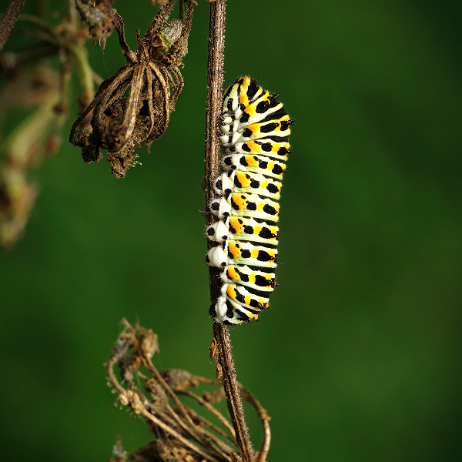 DSC03476-2-gigapixel-low_res-scale-2_00x- insta - Koninginnenpage (Papilio machaon) Rups - Watermark_1 Koninginnenpage (Papilio machaon) Rups