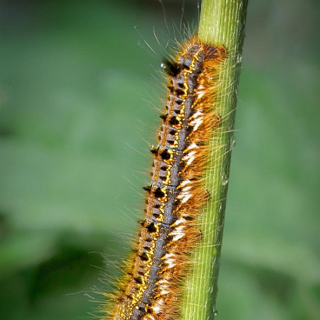 Rietvink (Euthrix potatoria) rups DSC01291-2 jAlbum 72dpi 50 perc Rietvink (Euthrix potatoria) rups