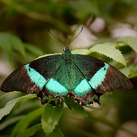Emerald Swallowtail (Papilio palinurus), Emerald peacock, Green-banded peacock DSC05829-ARW_DxO_DeepPRIMEXD-Edit-Edit Instagram Art Emerald Swallowtail (Papilio palinurus), Emerald peacock, Green-banded peacock