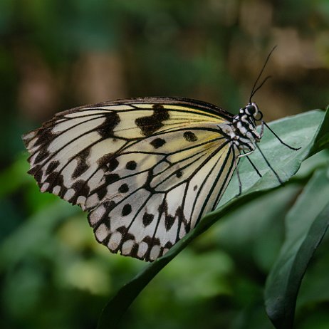 Papiervlinder (Idea Leuconoe) paper kite butterfly, rice paper butterfly, large tree nymph, of in Australia the white nymph butterfly DSC05832-ARW_DxO_DeepPRIMEXD-Edit Instagram Art Papiervlinder (Idea Leuconoe) paper kite butterfly, rice paper butterfly, large tree nymph, of in Australia the white nymph butterfly