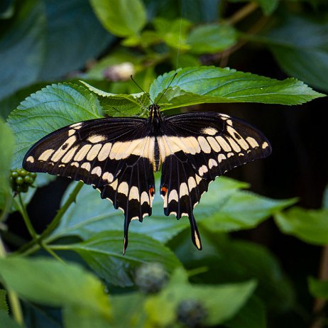 Papilio cresphontes - Ggiant swallowtail DSC08204-ARW_DxO_DeepPRIMEXD Papilio cresphontes - Ggiant swallowtail