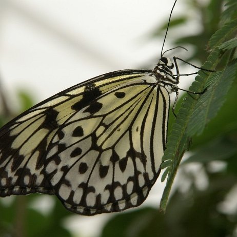 pict0007 Papiervlinder (Idea Leuconoe) paper kite butterfly, rice paper butterfly, large tree nymph, of in Australia the white nymph butterfly