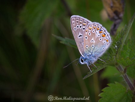 Nederlandse vlinders