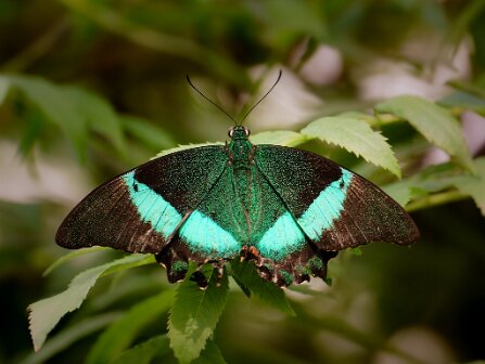 Tropische vlinders Tropische vlinders