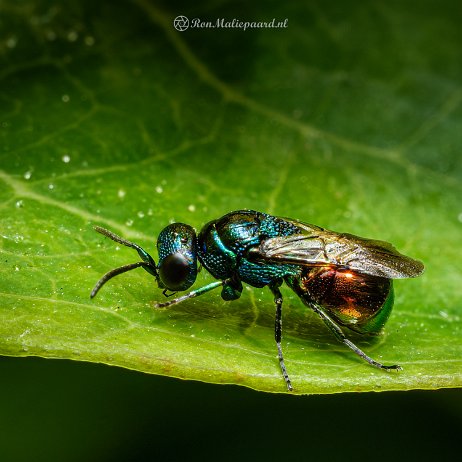 2022-07-14 - Holopyga generosa (Goudwesp) - Achtertuin DSC03367-Edit - Instagram Holopyga generosa (Goudwesp)