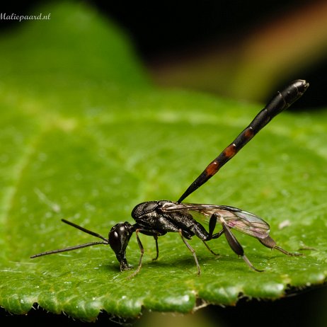 2022-07-14 - Hongerwesp (Gasteruptiidae spec) - Gasteruption assectator - 3 rode bandjes - Achtertuin DSC03245 - Instagram Hongerwesp (Gasteruptiidae spec.)