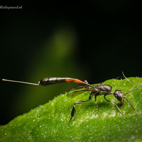 2022-07-14 - Hongerwesp (Gasteruptiidae spec) - Gasteruption erythrostomum - Achtertuin DSC03203-Edit - Instagram Hongerwesp (Gasteruption erythrostomum)