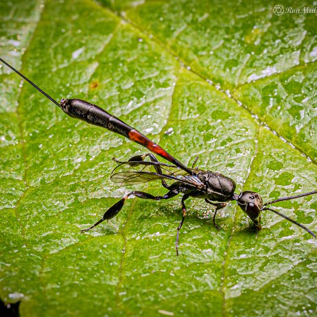 2022-07-14 - Hongerwesp (Gasteruptiidae spec) - Gasteruption erythrostomum - Achtertuin DSC03211-Edit - Instagram Hongerwesp Gasteruption erythrostomum)