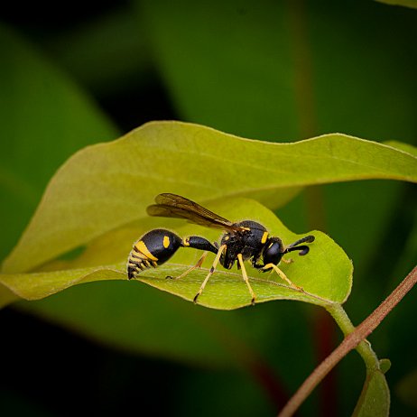 2023-07-07 - Urntjeswesp (Eumenes spec.) - 2_DSC01398-ARW_DxO_DeepPRIMEXD-Edit - Instagram Urntjeswesp (Eumenes spec.)