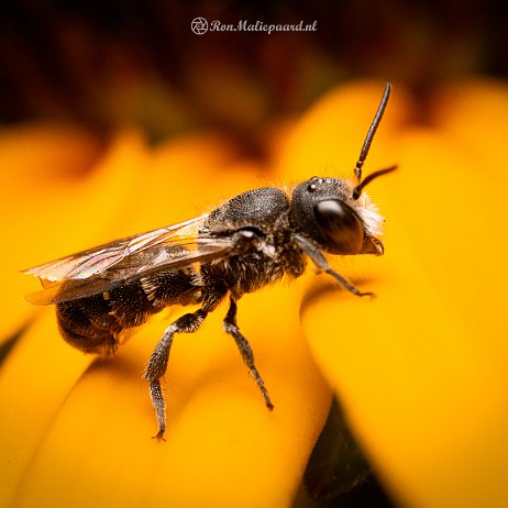 2023-07-30 - Tronkenbij (Heriades truncorum) - DSC01644-Edit - Instagram Tronkenbij (Heriades truncorum)