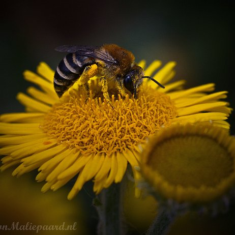 DSC01349 - Copy - Grote zijdebij (Colletes cunicularius) Grote zijdebij (Colletes cunicularius)