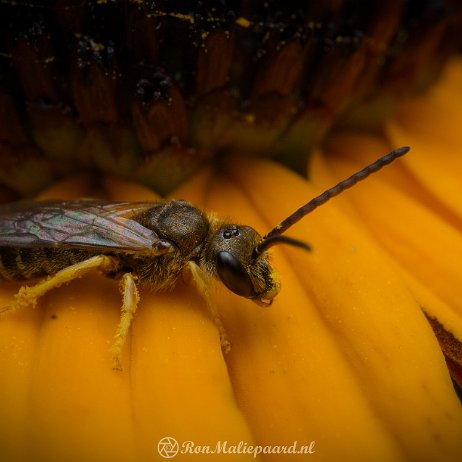 DSC02096 Bronsgroefbij (Halictus spec.) Bronsgroefbij (Halictus spec.)