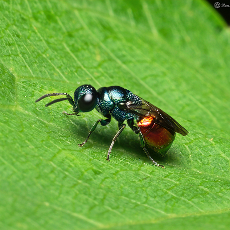 DSC02329_2-gigapixel-low_res-scale-2_00x- insta - Holopyga generosa - Goudwesp - Watermark Holopyga generosa - Goudwesp