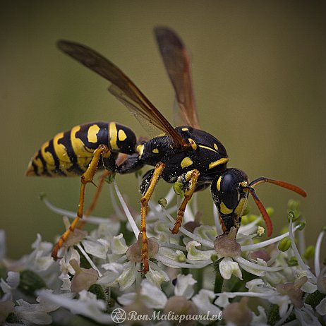 Wesp, bij etc DSC02403 Franse veldwesp (Polistes dominula) Franse veldwesp (Polistes dominula)