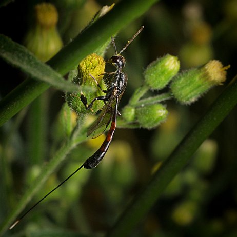 Wesp, bij etc DSC02783 - Hongerwesp (Gasteruptiidae) Hongerwesp (Gasteruptiidae)