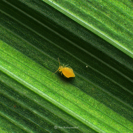 DSC03098- insta - Springstaartje (Deuterosminthurus pallipes) - Watermark Springstaartje (Dicyrtomina minuta)