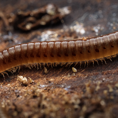 DSC08257 landscape+brown mask- insta - Knotskronkel (Cylindroiulus punctatus) - Watermark_1 Knotskronkel (Cylindroiulus punctatus)