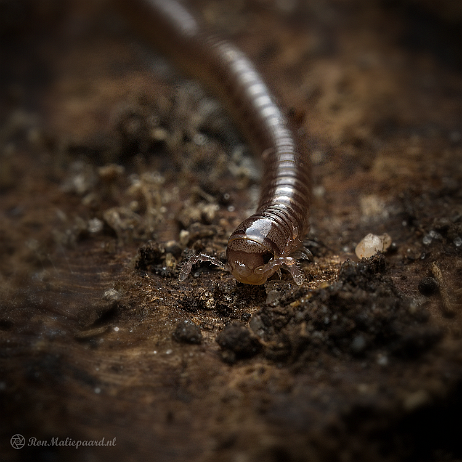 DSC08300- insta - Knotskronkel (Cylindroiulus punctatus) - Watermark Knotskronkel (Cylindroiulus punctatus)