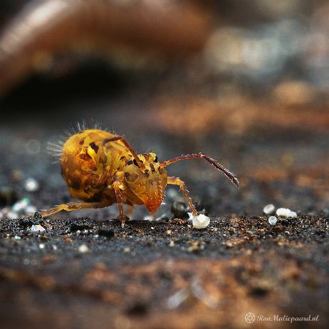 DSC08331-Topaz+edit- insta - Springstaartje (Dicyrtomina ornata) - Watermark Springstaartje (Dicyrtomina ornata)