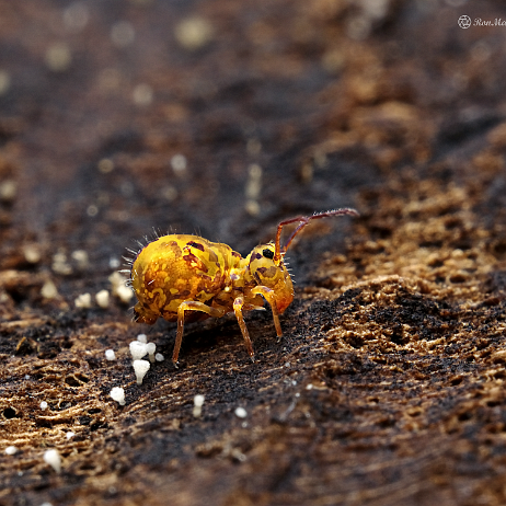 DSC08393+topaz- insta - Springstaartje (Dicyrtomina ornata) - Watermark_1 Springstaartje (Dicyrtomina ornata)