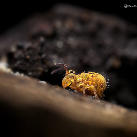 DSC08397+topaz- insta - Springstaartje (Dicyrtomina ornata) - Watermark Springstaartje (Dicyrtomina ornata)