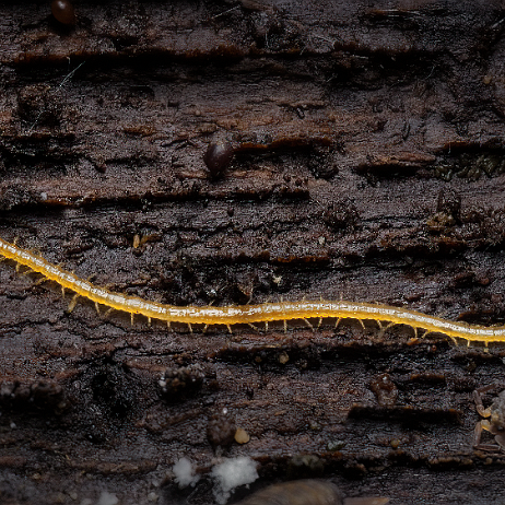 DSC08607- insta - Gele aardkruiper (Geophilus flavus) - Watermark-SAI-focus Gele aardkruiper (Geophilus flavus)