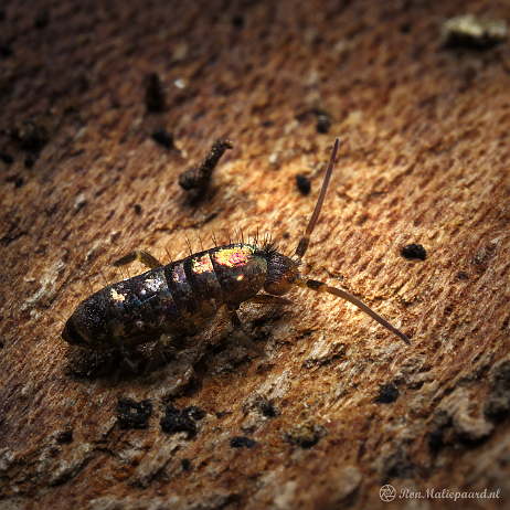 DSC08655- insta - - Watermark-SAI-focus- insta - Springstaartje (Tomocerus vulgaris) - Watermark Springstaartje (Tomocerus vulgaris)